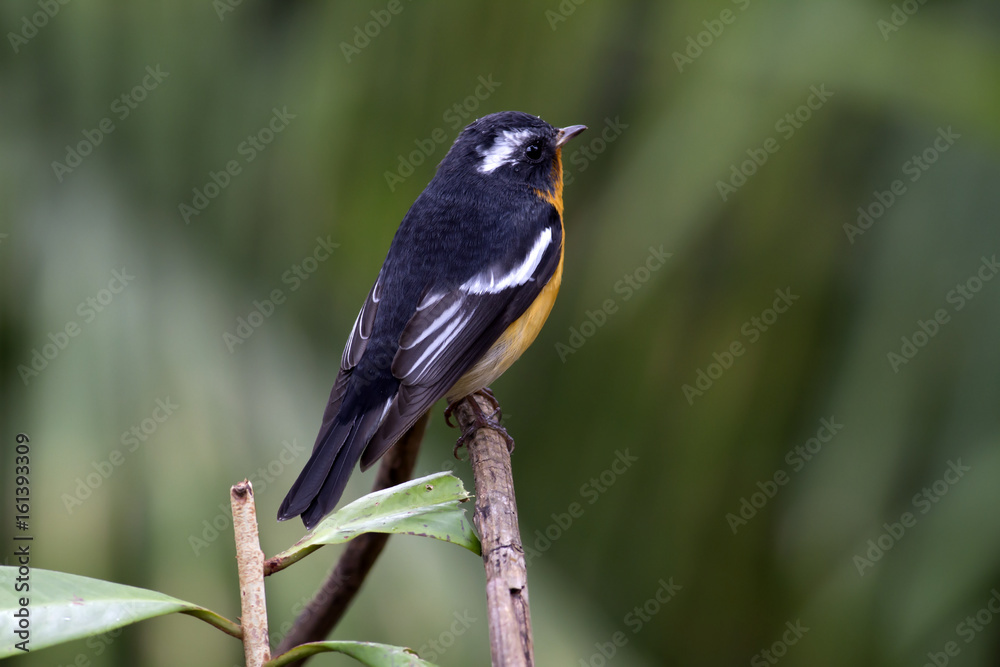 Mugimaki flycatcher (Ficedula mugimaki) This is a male passage migrant and winter visitor bird of Thailand. Its habitat are evergreen forest, wooded gardens, secondary. Mugimaki flycatcher (Ficedula mugimaki) This is a male passage migrant and winter visitor bird of Thailand. Its habitat are evergreen forest, wooded gardens, secondary.