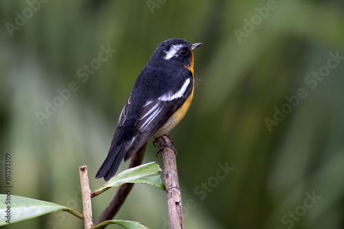Mugimaki flycatcher (Ficedula mugimaki) This is a male passage migrant and winter visitor bird of Thailand. Its habitat are evergreen forest, wooded gardens, secondary.