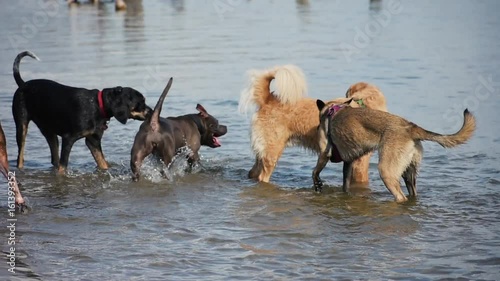 Dogs playing in lake