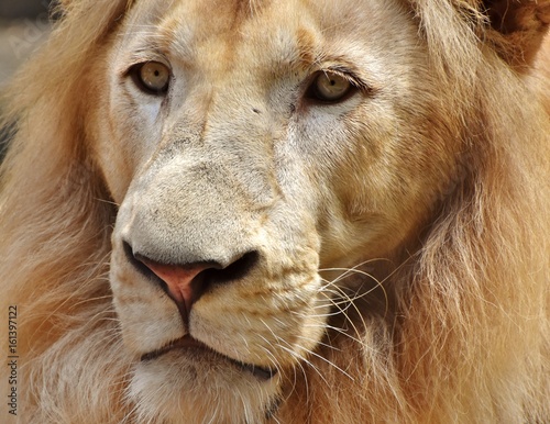 Close-up portrait of the face of a male lion  Panthera leo . 