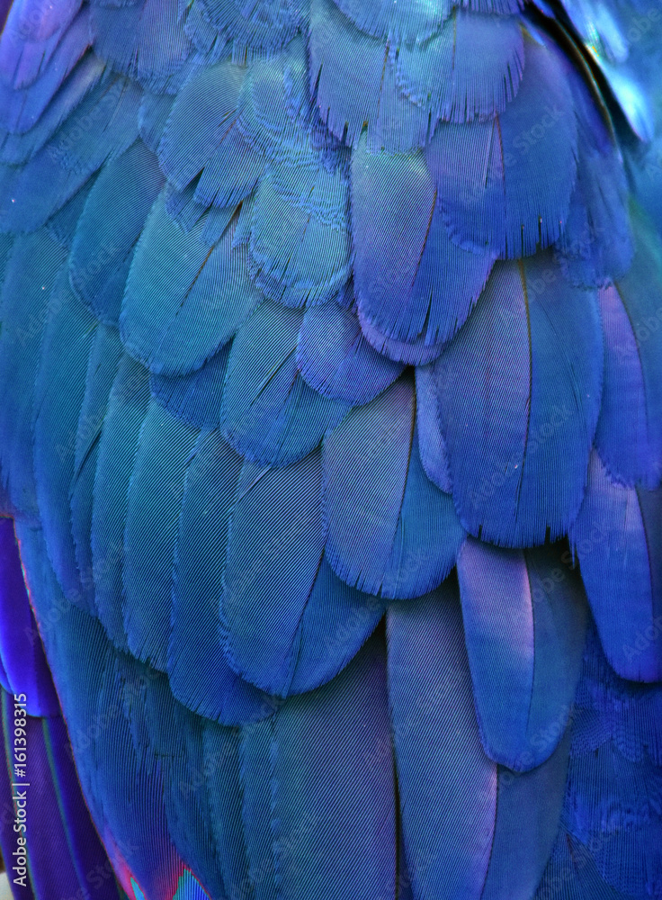 Naklejka premium Macro photograph of the blue feathers of a macaw. 