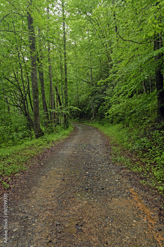 Wilderness Trail in a Rainy Forest © wildnerdpix