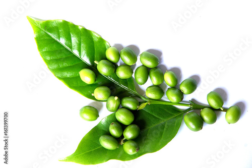 Green coffee beans with leaf isolated on white background
