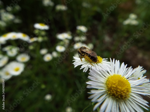コハナバチの後姿 bee