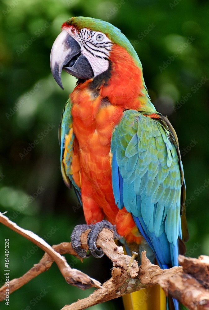 The Catalina Macaw is a first generation hybrid macaw. It is a cross  between a Blue and Gold Macaw (Ara ararauna) and a Green-winged Macaw (Ara  chloroptera). Stock Photo | Adobe Stock