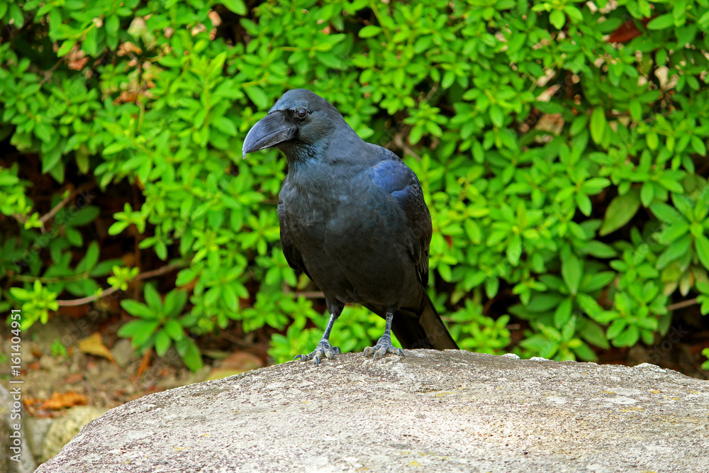 Japanese crow Japanese crow