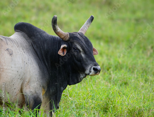 Hawaiian Brahma Bull