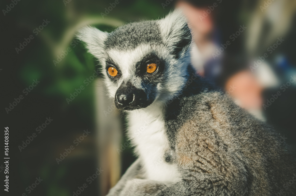 Obraz premium Ring tailed lemur portrait on blurred background.