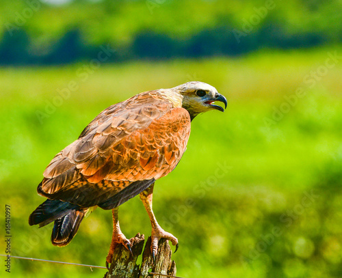 Black Collared hawk