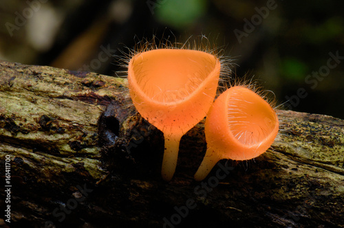 Cookeina tricholoma mushroom beautiful closeup in forest.