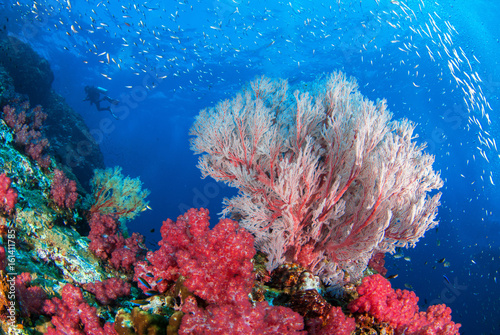 Wonderful underwater world with beautifully and vibrant colors of corals, Similan,North Andaman Sea © A_visual