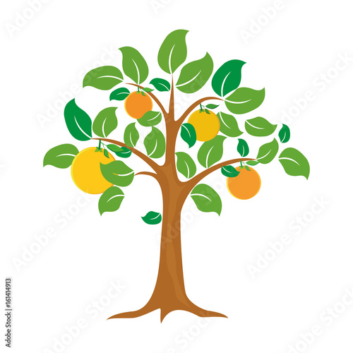 orange tree