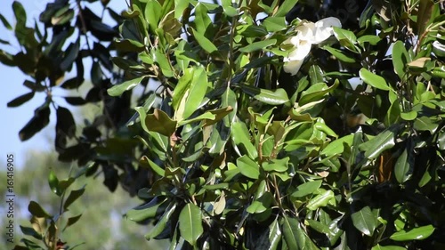 Magnolia tree and flowers