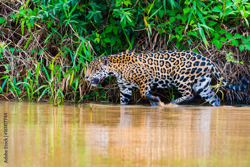 Jaguar walking in river while hunting