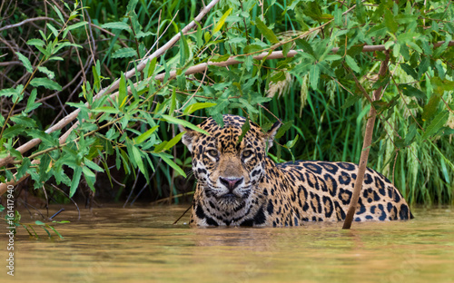 Jaguar wading in river- front on