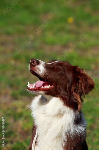 dog breed Border Collie © deviddo