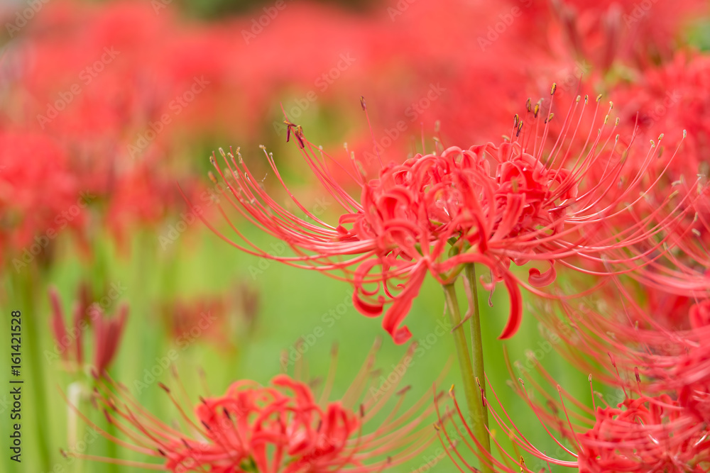 曼珠沙華 曼珠沙華