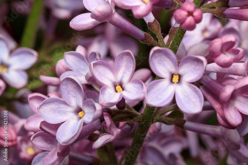 Blossoming of young liliac in the spring.