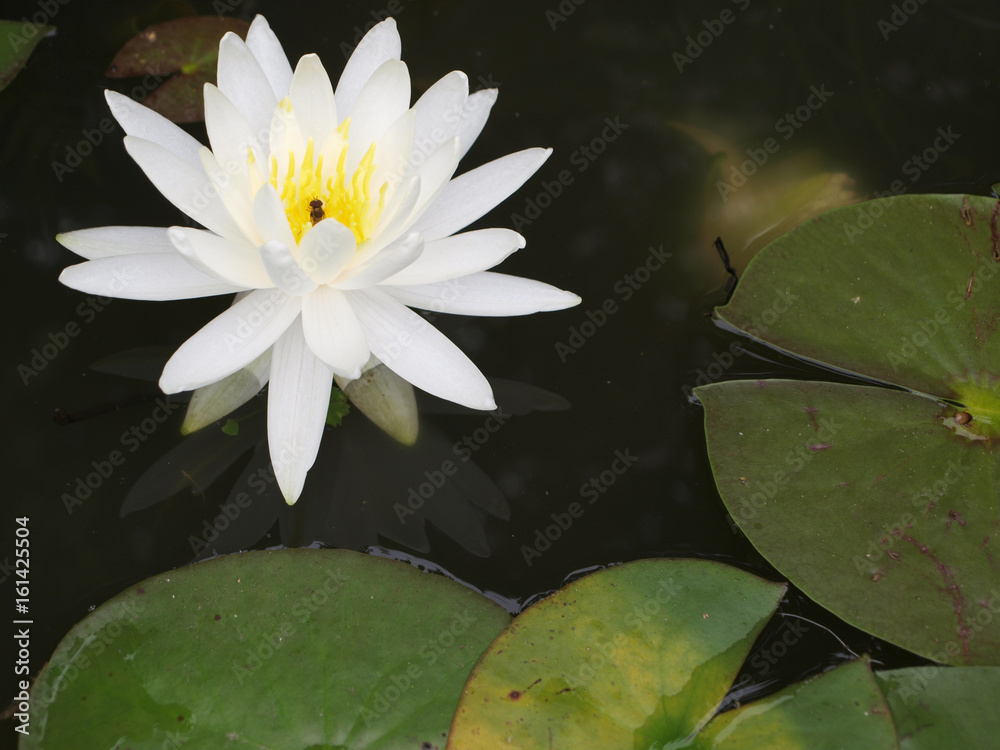 White waterlily or nenuphar flowers with leaves White waterlily or nenuphar flowers with leaves