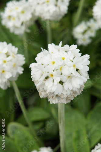 White primula denticulata flowers with green vertical
