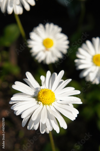 White bellis perennis or daisy flowers close up 