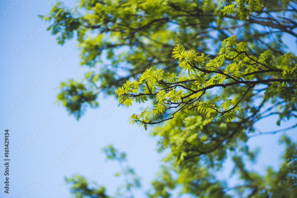 Branches of the rowan tree. Selective focus. Branches of the rowan tree. Selective focus.