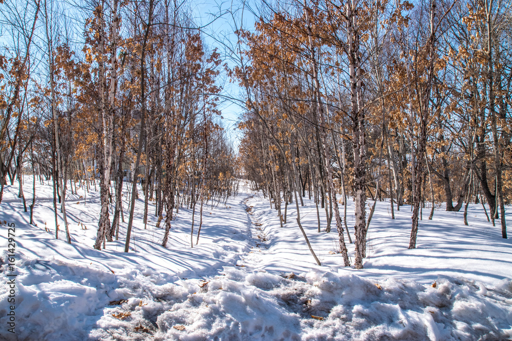 Obraz premium Зимняя тропинка