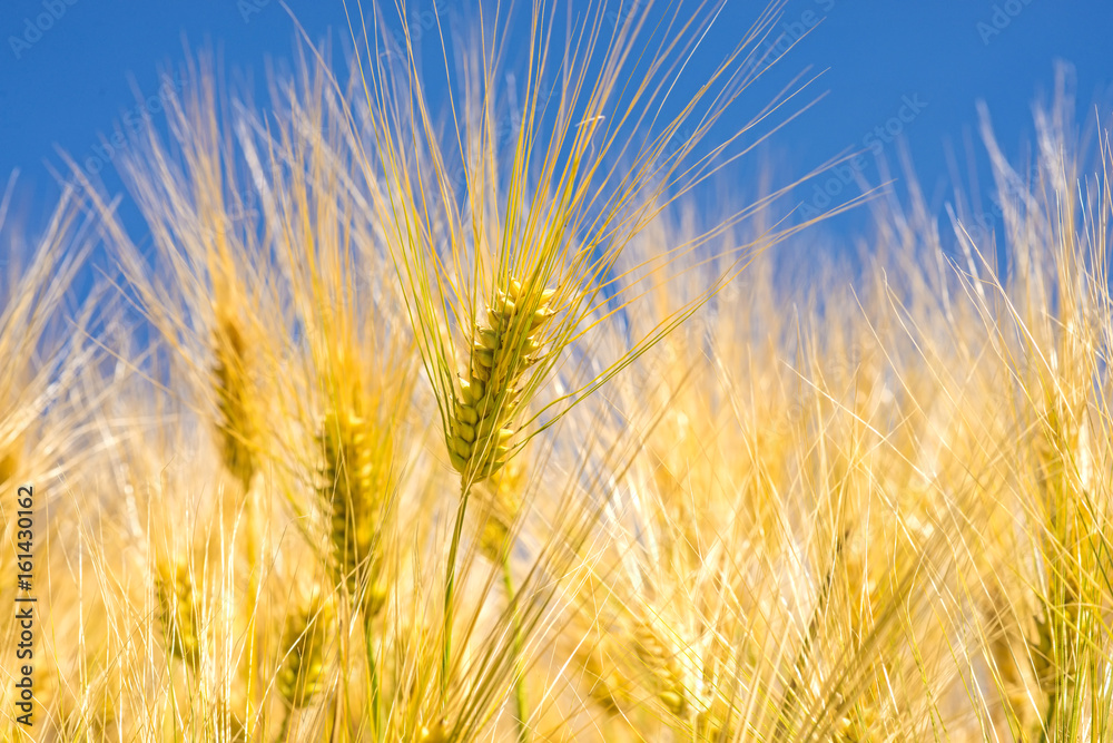Fotografie Gerste, Ähren mit blauem Himmel