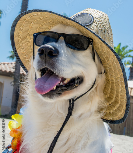 Summer Dog