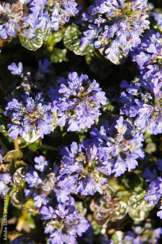 Ajuga reptans blue flowers close up vertical Ajuga reptans blue flowers close up vertical