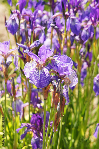 Fototapeta Naklejka Na Ścianę i Meble -  Many purple iris flowers in green grass in sunlight