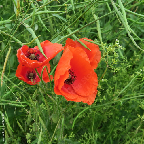 Red poppy, in summer a beautiful color patch on field and meadow