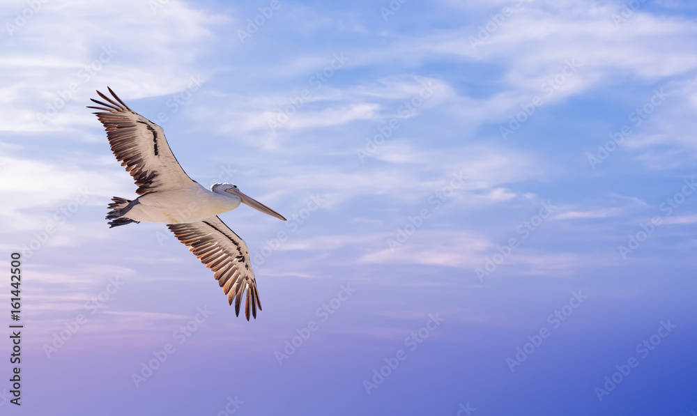Fototapeta premium Pelican over cloudy sky background