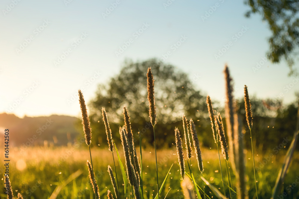 Fototapeta premium Spring Meadow