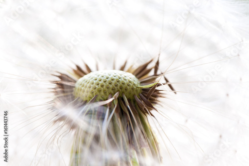 Dandelion in the garden. Close up. photo