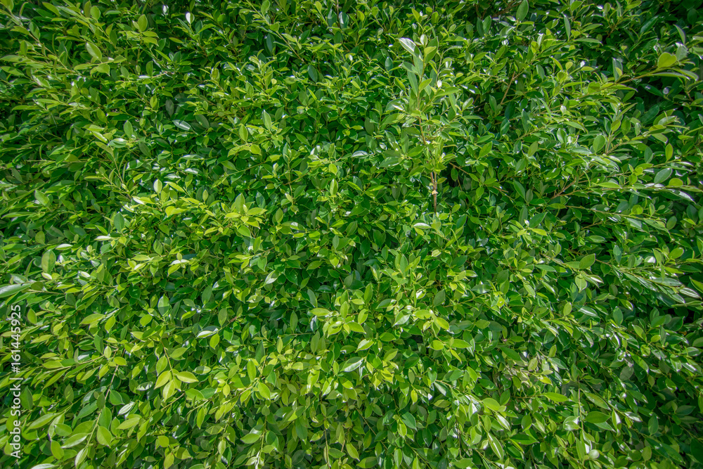 tree background.green background tree background.green background