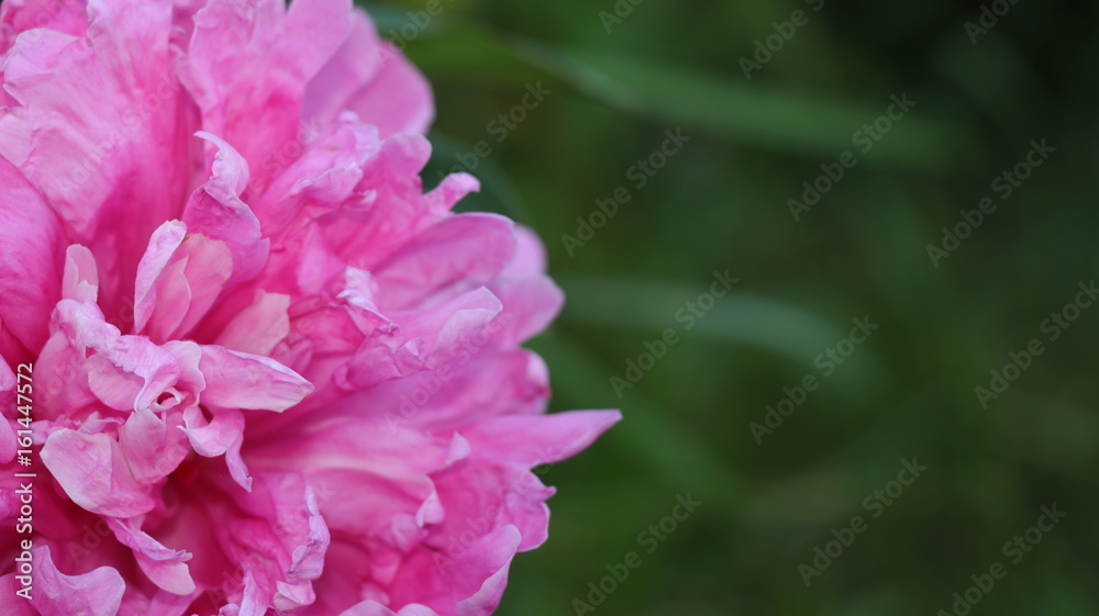 Fototapeta premium Flowers