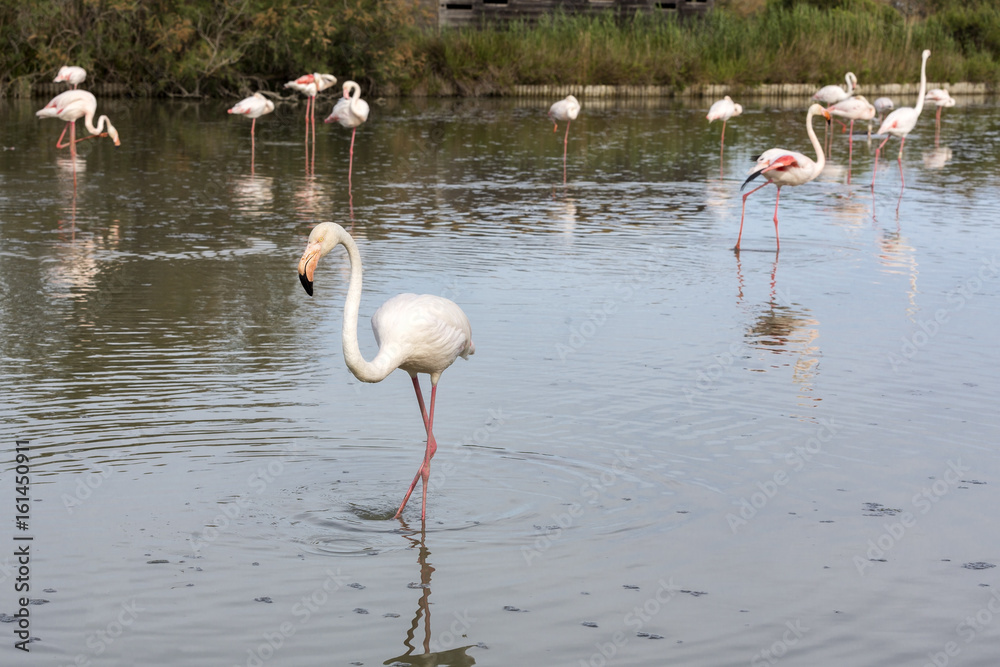 Flamingo (Phoenicopterus roseus) in der Camargue, Südfrankreich