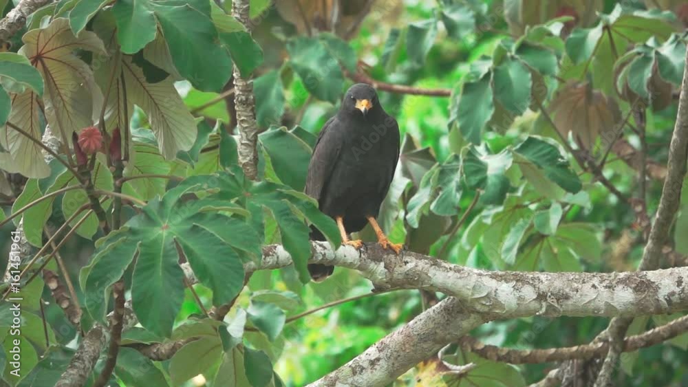 Black eagle over branch in super slow motion Black eagle over branch in super slow motion
