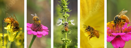 Panoramic nature bee montage background banner