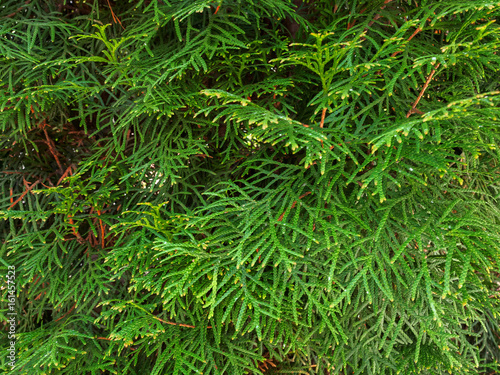 Branch of thuja closeup summer in the Park.