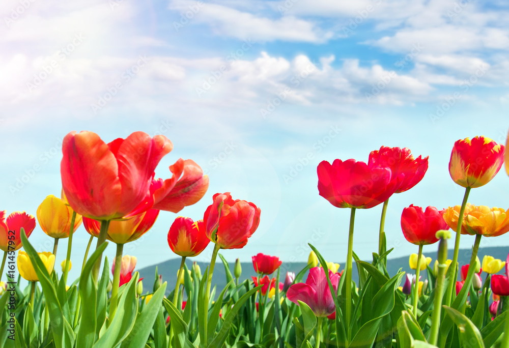 Glück, Lebensfreude, Frühlingserwachen, Leben: Buntes, duftendes Blumenfeld im Frühling :) Glück, Lebensfreude, Frühlingserwachen, Leben: Buntes, duftendes Blumenfeld im Frühling :)