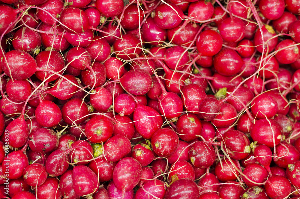 group of fresh radish group of fresh radish