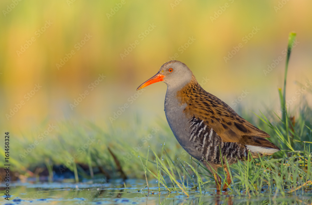 Fototapeta premium Water Rails - Rallus aquaticus