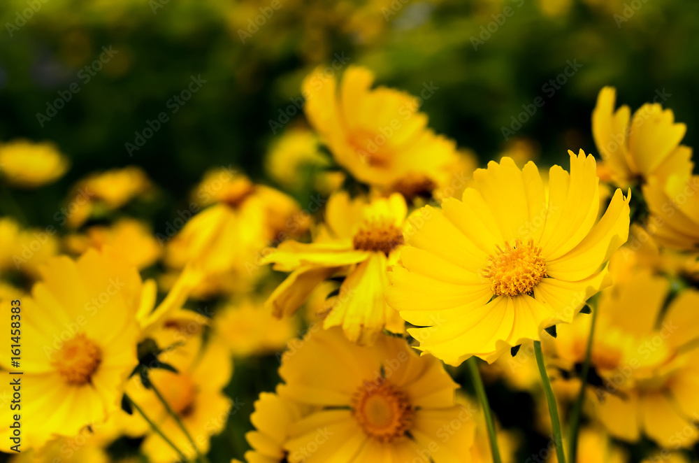 Yellow flower in a green garden Yellow flower in a green garden