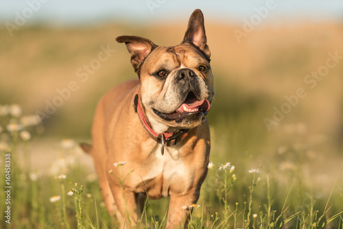 Fototapeta Naklejka Na Ścianę i Meble -  Continental Bulldogge steht in einer grünen Blumenwiese