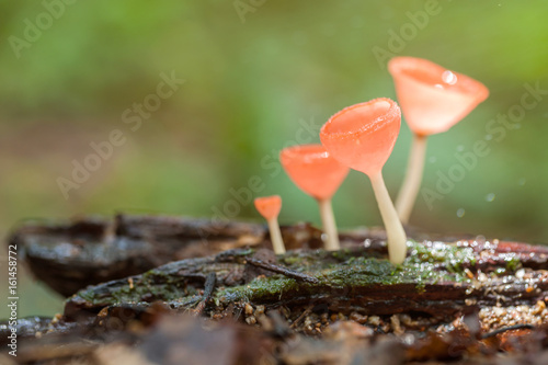 Mushroom orange fungi cup on decay wood in the rain forest / Champagne mushroom in rain forest in Thailand