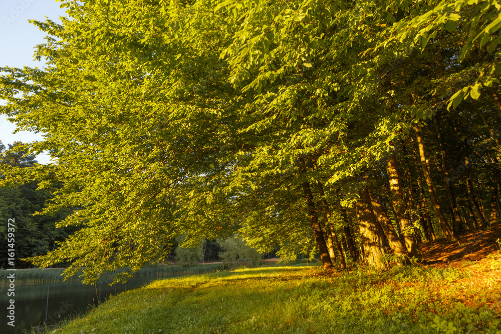 Fototapeta premium tree alley with sunbeams and path