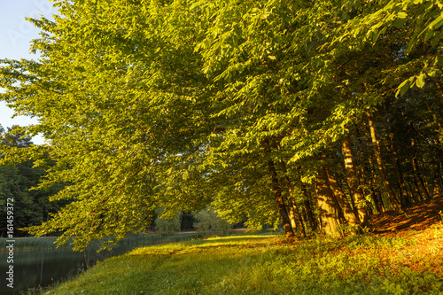 Fototapeta Naklejka Na Ścianę i Meble -  tree alley with sunbeams and path