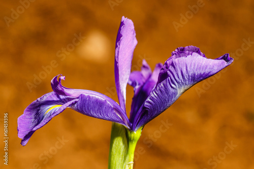 Fototapeta Naklejka Na Ścianę i Meble -  Iris latifolia. Flor de Lirio azul.